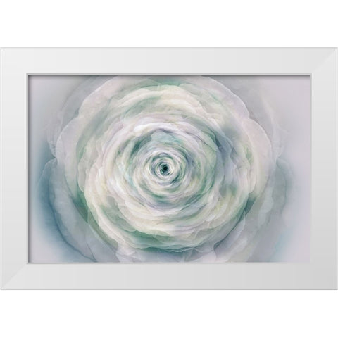 A rose White Modern Wood Framed Art Print by Shumilova, Ludmila