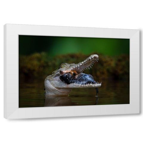 Got A Very Big Fish White Modern Wood Framed Art Print by Setiadi, Ajar