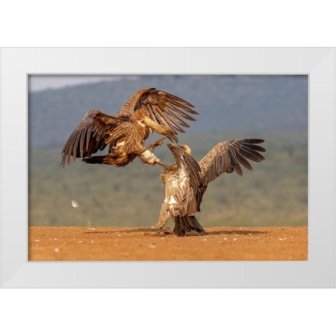 Vulture Fight White Modern Wood Framed Art Print by Catta, Alessandro