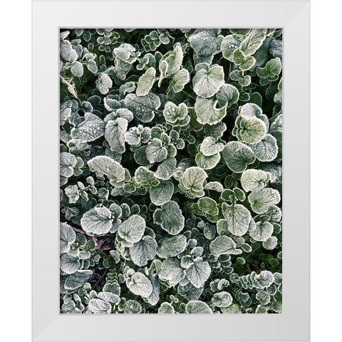 Frosted White Modern Wood Framed Art Print by Morais, Stephan
