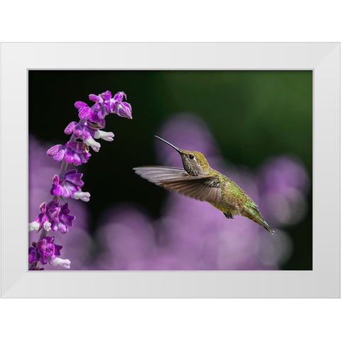 Welcome To The Purple World White Modern Wood Framed Art Print by Huang, Xiaojian