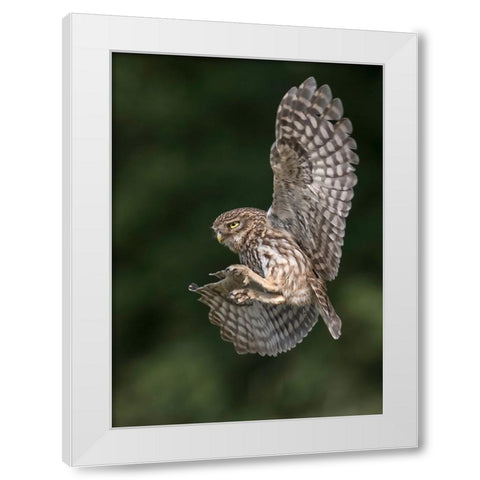 Little Owl White Modern Wood Framed Art Print by Helsen, Eddy