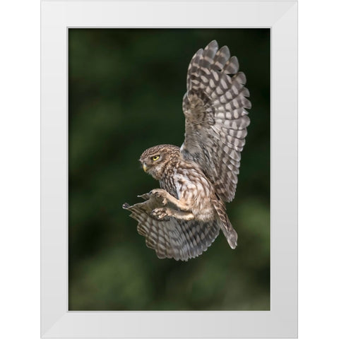 Little Owl White Modern Wood Framed Art Print by Helsen, Eddy