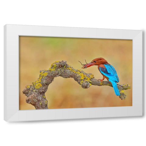 White Throated Kingfisher White Modern Wood Framed Art Print by Manusevich, David