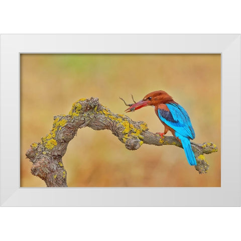 White Throated Kingfisher White Modern Wood Framed Art Print by Manusevich, David