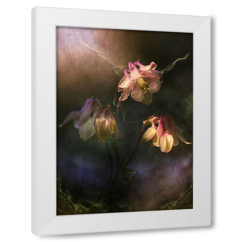 Common Columbine White Modern Wood Framed Art Print by Zvinakeviciute, Kristina