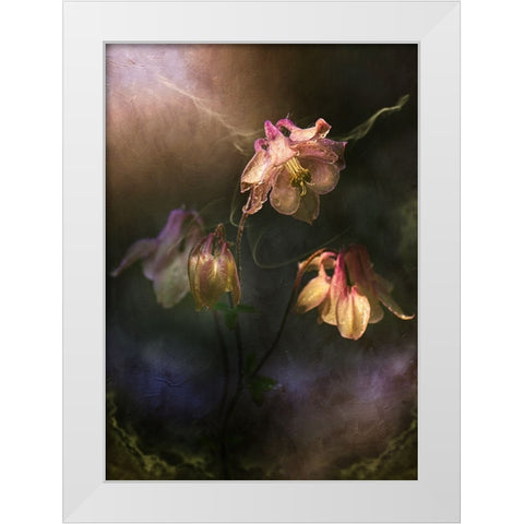 Common Columbine White Modern Wood Framed Art Print by Zvinakeviciute, Kristina