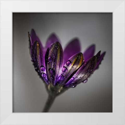 Broad-Leaved Anemone White Modern Wood Framed Art Print by Wilson, Francis