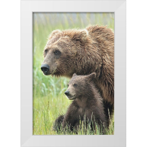 Momma Bear and Cub Portrait White Modern Wood Framed Art Print by D Lester, Linda