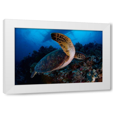 Green Sea Turtle White Modern Wood Framed Art Print by Y Lin, Ryan