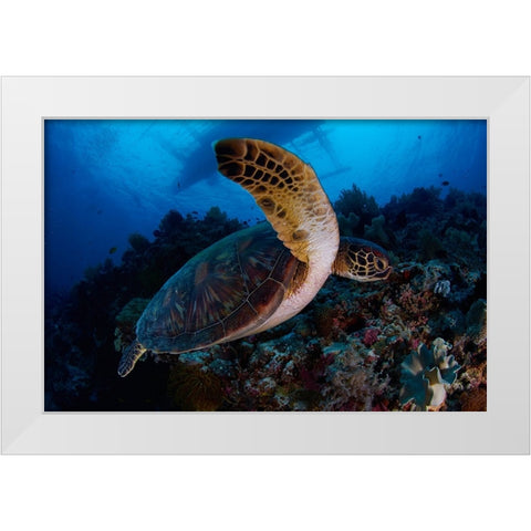 Green Sea Turtle White Modern Wood Framed Art Print by Y Lin, Ryan