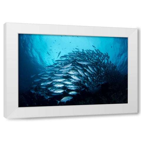 Crevalle Jack Fish White Modern Wood Framed Art Print by Y Lin, Ryan