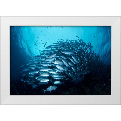 Crevalle Jack Fish White Modern Wood Framed Art Print by Y Lin, Ryan