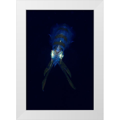 Squid White Modern Wood Framed Art Print by Y Lin, Ryan
