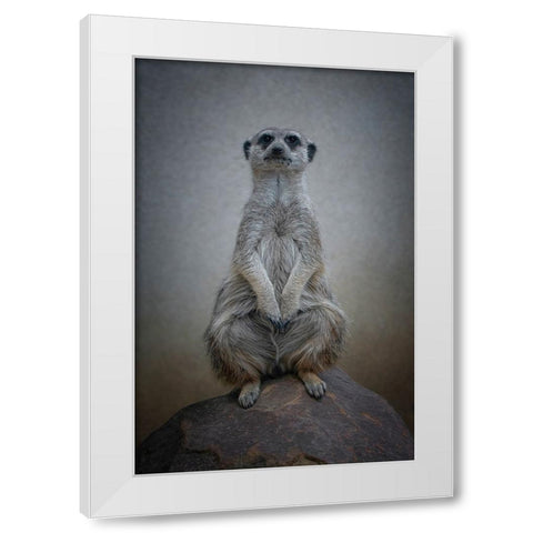 Suricata Suricatta - Sentinel Of The Desert White Modern Wood Framed Art Print by Guillemot, Mathilde