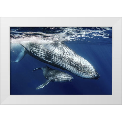 Humpback Whales White Modern Wood Framed Art Print by Peneau, Cedric
