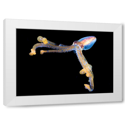 Victory White Modern Wood Framed Art Print by Ichinoseki, Sayaka