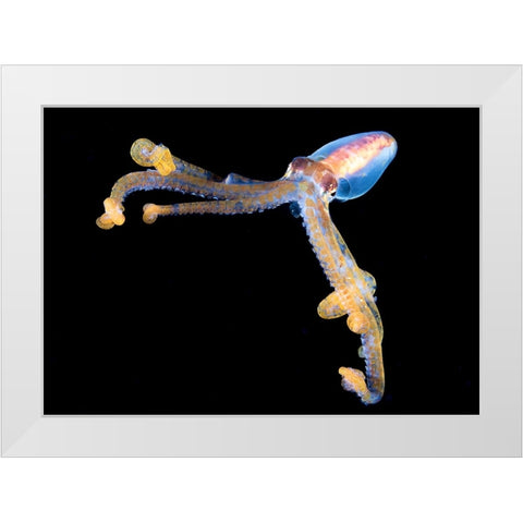 Victory White Modern Wood Framed Art Print by Ichinoseki, Sayaka