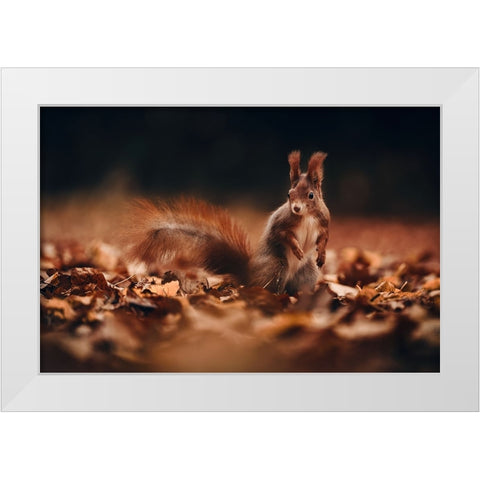 Red Squirrel (Sciurus Vulgaris) White Modern Wood Framed Art Print by Furch, Lukas
