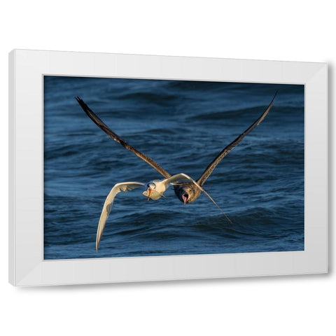 Chase On The High Sea White Modern Wood Framed Art Print by Fan, John