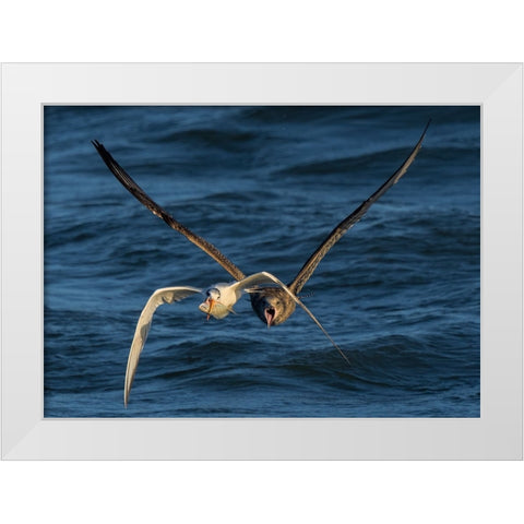 Chase On The High Sea White Modern Wood Framed Art Print by Fan, John