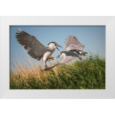 Courtship White Modern Wood Framed Art Print by Hu, Mei