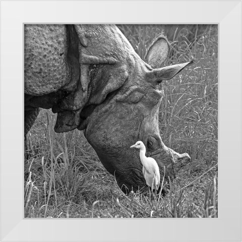 Beauty And The Beast! White Modern Wood Framed Art Print by Dhanorkar, Saurabh