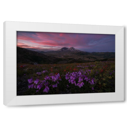 Blooming Wildflower At Mt. St Helens White Modern Wood Framed Art Print by Jacobs, Lydia