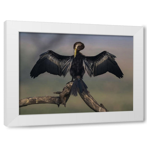 Darter Drying Wings At Bharatpur White Modern Wood Framed Art Print by Sarkar, Partha