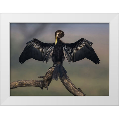 Darter Drying Wings At Bharatpur White Modern Wood Framed Art Print by Sarkar, Partha