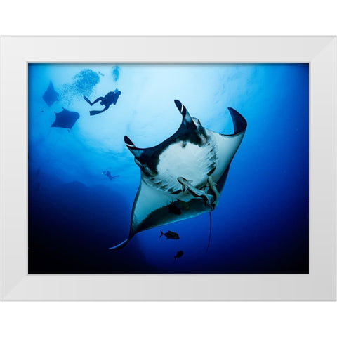 Isla Socorro White Modern Wood Framed Art Print by Ichinoseki, Sayaka