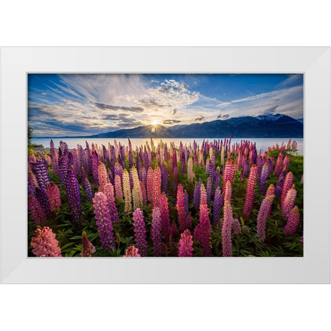 Lupins lakeside White Modern Wood Framed Art Print by Zhen Yu, James