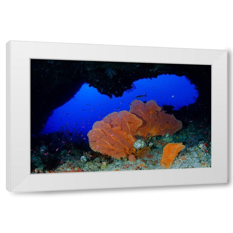 Red Sea Fan White Modern Wood Framed Art Print by Y Lin, Ryan