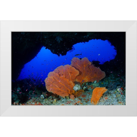 Red Sea Fan White Modern Wood Framed Art Print by Y Lin, Ryan