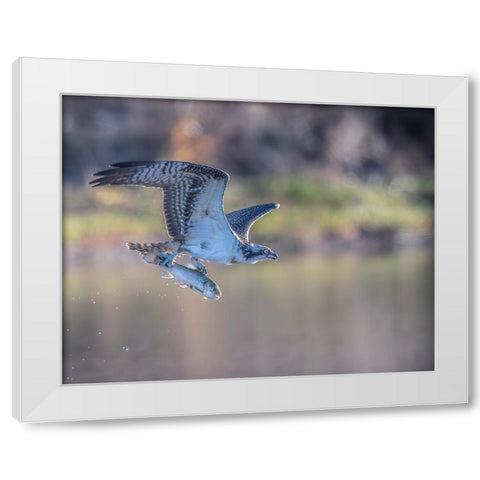 Osprey Flying With Fish White Modern Wood Framed Art Print by Tseng, Judy