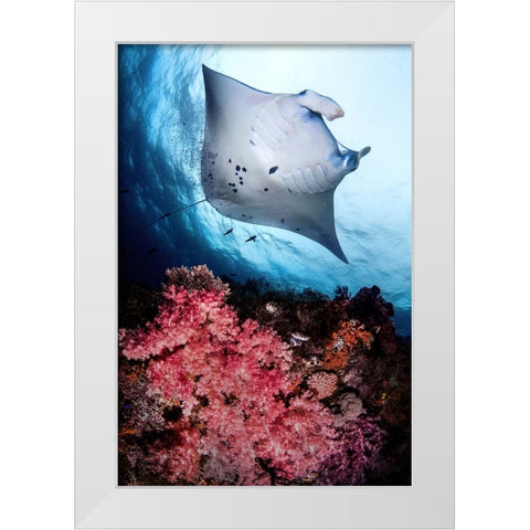 Manta and reef White Modern Wood Framed Art Print by Peneau, Cedric