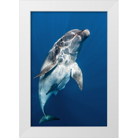 Hello you ! White Modern Wood Framed Art Print by Peneau, Cedric