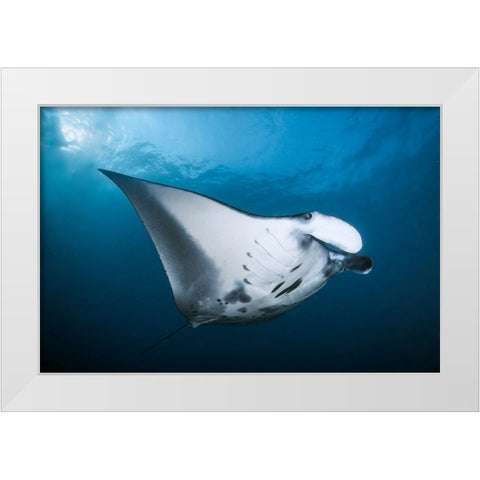 Majestic Manta White Modern Wood Framed Art Print by Peneau, Cedric