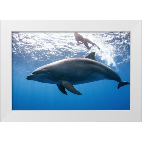 Dolphin And Human White Modern Wood Framed Art Print by Peneau, Cedric