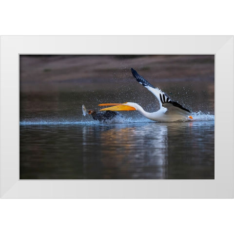 Gimme The Fish! White Modern Wood Framed Art Print by Tseng, Judy