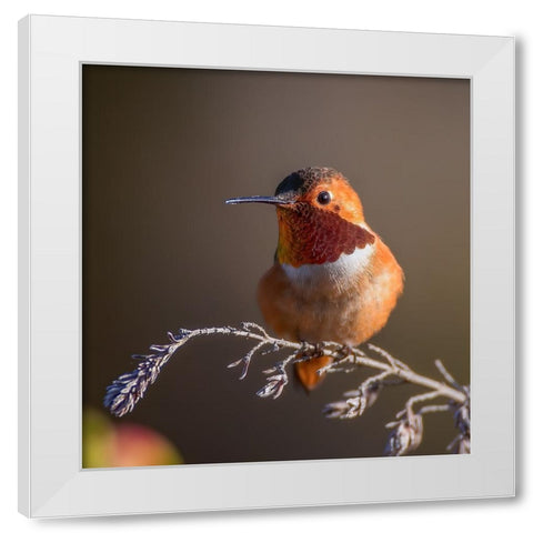 Hummingbird White Modern Wood Framed Art Print by Huang, Johnson