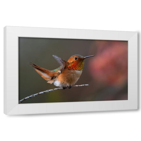 Hummingbird White Modern Wood Framed Art Print by Huang, Johnson
