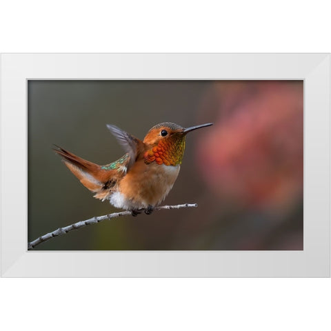 Hummingbird White Modern Wood Framed Art Print by Huang, Johnson