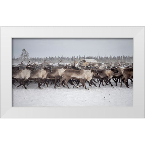 Herd In The Camp White Modern Wood Framed Art Print by Rebro, Marcel
