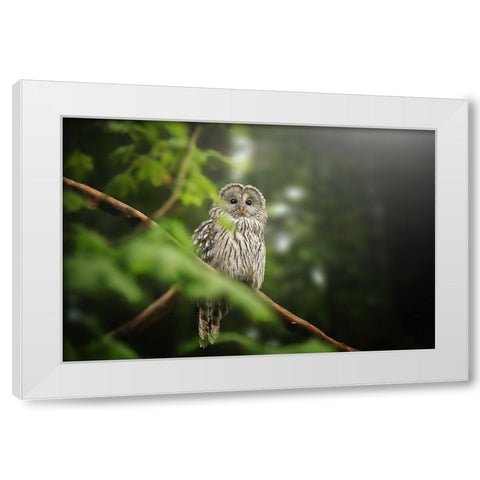 Ural Owl White Modern Wood Framed Art Print by Svestka, Jiri
