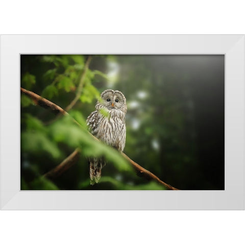 Ural Owl White Modern Wood Framed Art Print by Svestka, Jiri