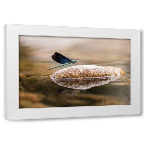Damselfly White Modern Wood Framed Art Print by Deng, Ivy