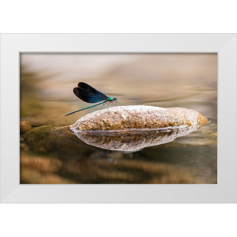 Damselfly White Modern Wood Framed Art Print by Deng, Ivy