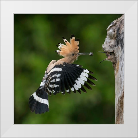 Feeding White Modern Wood Framed Art Print by Helsen, Eddy