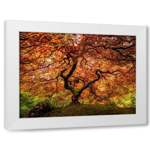 A Senior Maple Tree White Modern Wood Framed Art Print by Yu, Wenjin